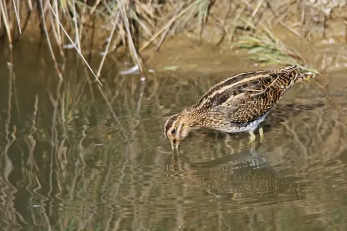 Framed Print : Common Snipe - feeding - Le Parc Ornithologique du Teich - Arcachon - Bassin d'Arcachon - Gironde - France Framed Print : Common Snipe - feeding - Le Parc Ornithologique du Teich - Arcachon - Bassin d'Arcachon - Gironde - France