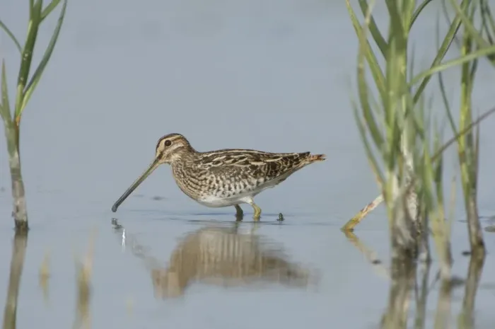 Framed Print : Common snipe Foraging in the wetlands The Netherlands, Overijssel, Nature reserve De Wieden Framed Print : Common snipe Foraging in the wetlands The Netherlands, Overijssel, Nature reserve De Wieden