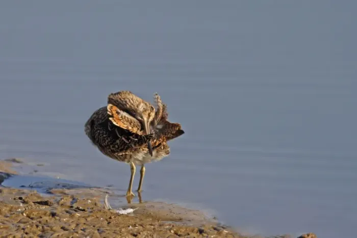 Framed Print : Common Snipe - preening - Le Parc Ornithologique du Teich - Arcachon - Bassin d'Arcachon - Gironde - France Framed Print : Common Snipe - preening - Le Parc Ornithologique du Teich - Arcachon - Bassin d'Arcachon - Gironde - France
