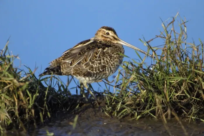 Framed Print : Common Snipe - resting at edge of fresh water lake, Northumberland National Park, England