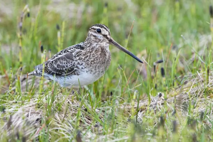 Framed Print : Common Snipe - Single adult on ground in vegetation, North Uist, Outer Hebrides, Scotland, UK Framed Print : Common Snipe - Single adult on ground in vegetation, North Uist, Outer Hebrides, Scotland, UK