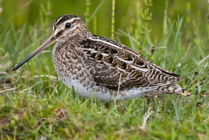 Framed Print : Common Snipe - Single adult on ground in vegetation, North Uist, Outer Hebrides, Scotland, UK Framed Print : Common Snipe - Single adult on ground in vegetation, North Uist, Outer Hebrides, Scotland, UK