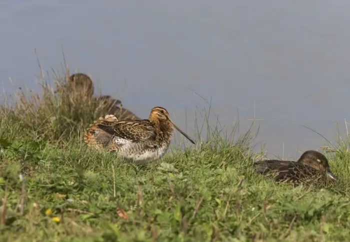 Framed Print : Common Snipe, Sunning, Water edge. Cley next Sea Norfolk, UK Framed Print : Common Snipe, Sunning, Water edge. Cley next Sea Norfolk, UK