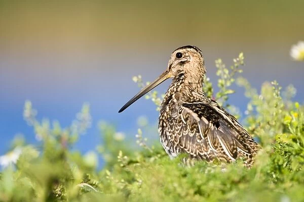 Common Snipe Water-level perspective of the bird roosting on a small island in a freshwater pond. Cleveland. UK