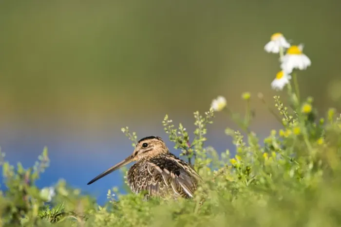 Framed Print : Common Snipe Water-level perspective of the bird roosting low in vegetation on a small island in a freshwater pond. Cleveland. UK Framed Print : Common Snipe Water-level perspective of the bird roosting low in vegetation on a small island in a freshwater pond. Cleveland. UK