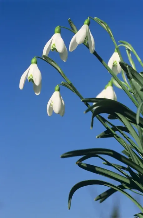 Framed Print : Common Snowdrop Framed Print : Common Snowdrop