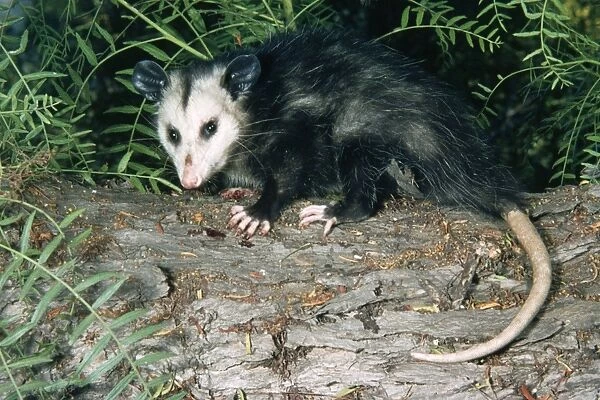 Common  /  Southern Opossum - USA 
