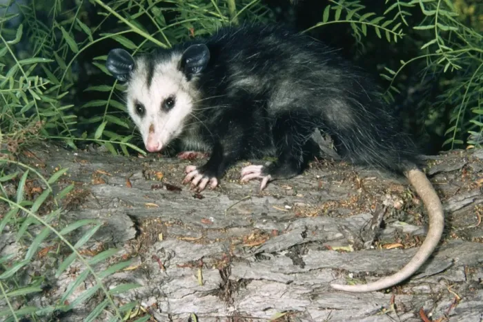Framed Print : Common / Southern Opossum - USA
Framed Print : Common / Southern Opossum - USA