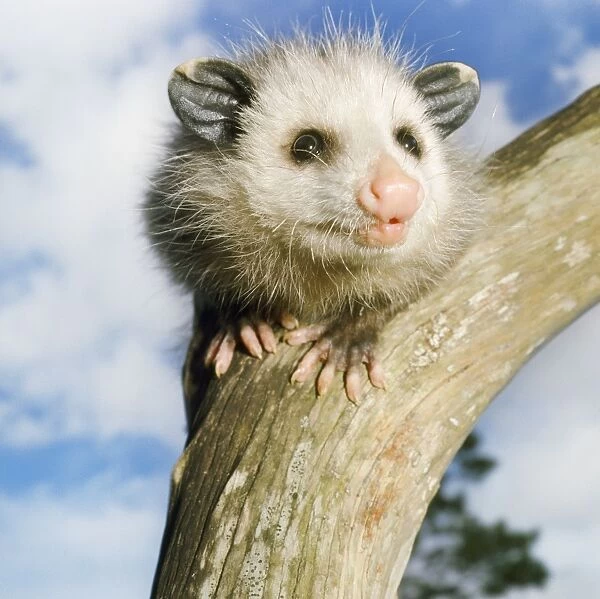 Common  /  Southern OPOSSUM - young, close-up of face