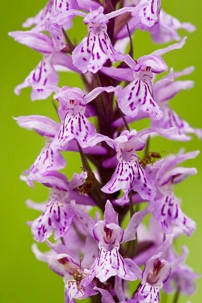 Common Spotted Orchid (Dactylorhiza fuchsii) in flower in meadow, Slovenia