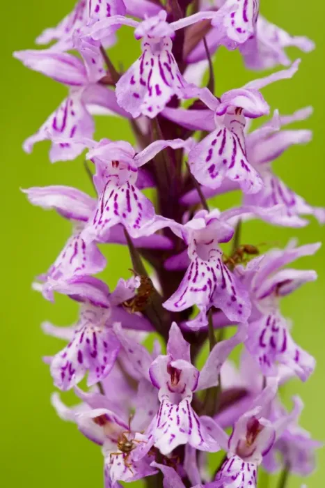 Framed Print : Common Spotted Orchid (Dactylorhiza fuchsii) in flower in meadow, Slovenia Framed Print : Common Spotted Orchid (Dactylorhiza fuchsii) in flower in meadow, Slovenia