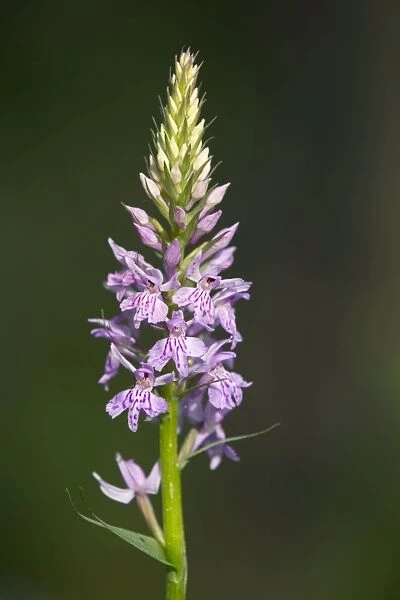 Common Spotted Orchid - Pyrennes, Spain