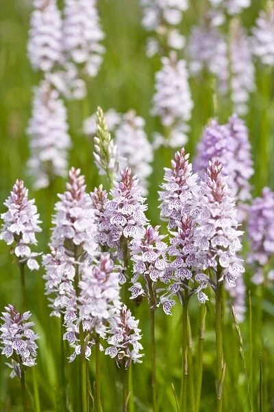 Common Spotted Orchids in damp meadow Norfolk UK