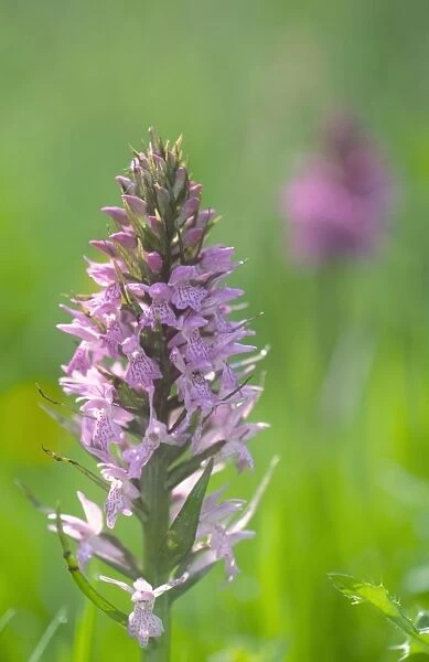 Common Spotter Orchid Norfolk UK