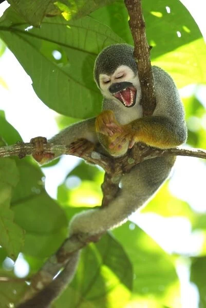 Common Squirrel Monkey - Iquitos - Peru