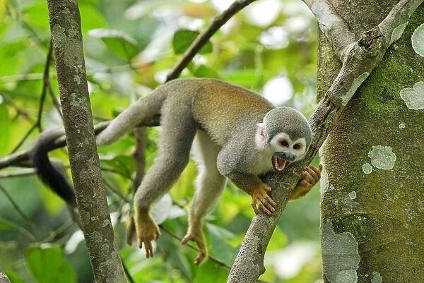 Common Squirrel Monkey - Iquitos - Peru