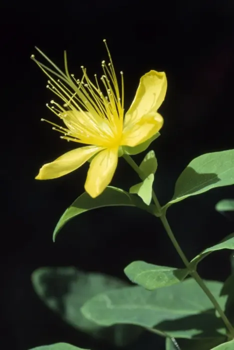 Framed Print : Common St John's Wort Framed Print : Common St John's Wort