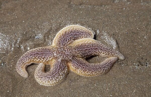 Common Starfish - Oxwich Bay Gower South Wales UK