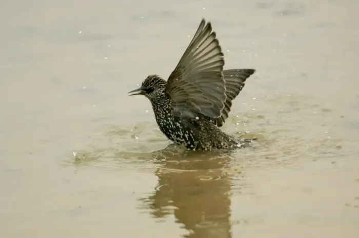 Framed Print : Common Starling - Bathing in puddle Framed Print : Common Starling - Bathing in puddle