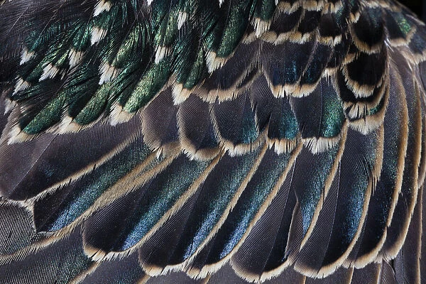 Common Starling, close - up study showing the iridescence on feathers on a adult birds wing, Hessen, Germany