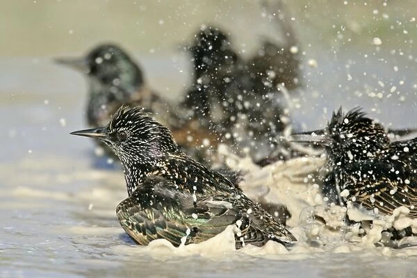 Common Starling flight bathing in rain puddle Dorset, England, UK