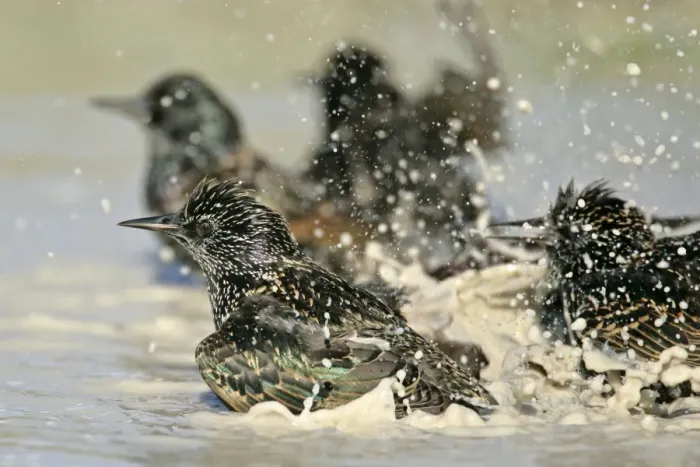 Framed Print : Common Starling flight bathing in rain puddle Dorset, England, UK