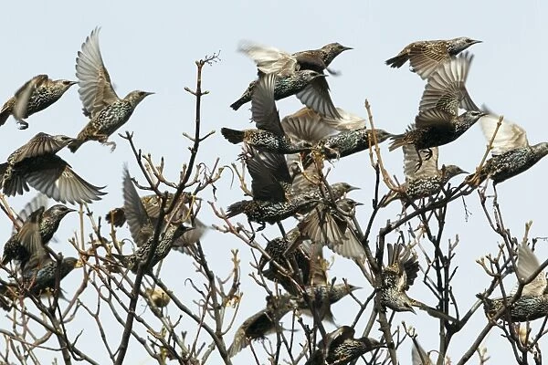 Common Starling - flock in flight taking off from treetop - Northumberland - England