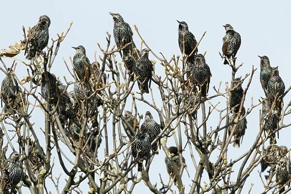 Common Starling - flock singing from treetop - Northumberland - England