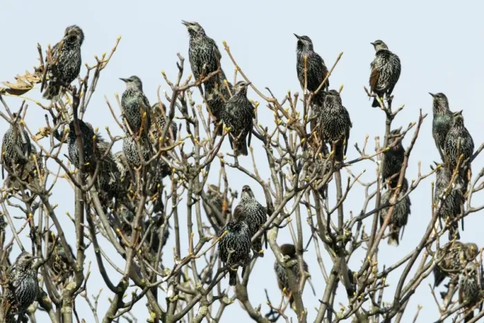 Framed Print : Common Starling - flock singing from treetop - Northumberland - England