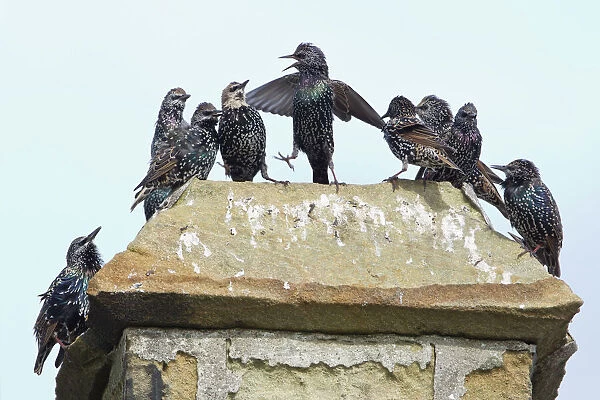Common Starling - flock squabbling on chimmney pot - Northumberland - England