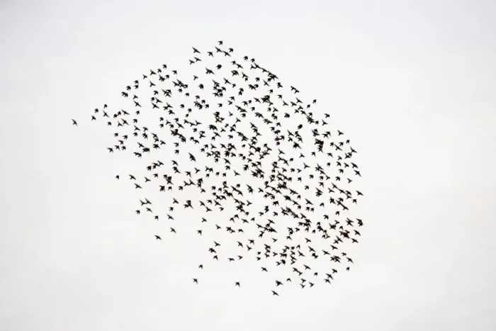Framed Print : Common Starling Flocking at dusk. Darlington. UK Framed Print : Common Starling Flocking at dusk. Darlington. UK