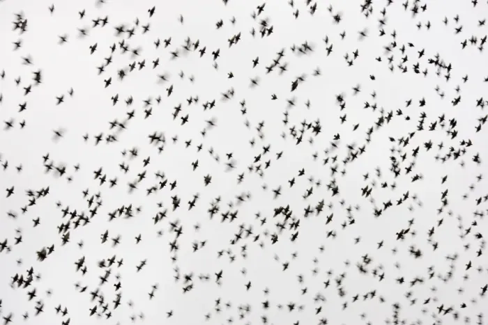Framed Print : Common Starling Flocking at dusk. Darlington. UK Framed Print : Common Starling Flocking at dusk. Darlington. UK