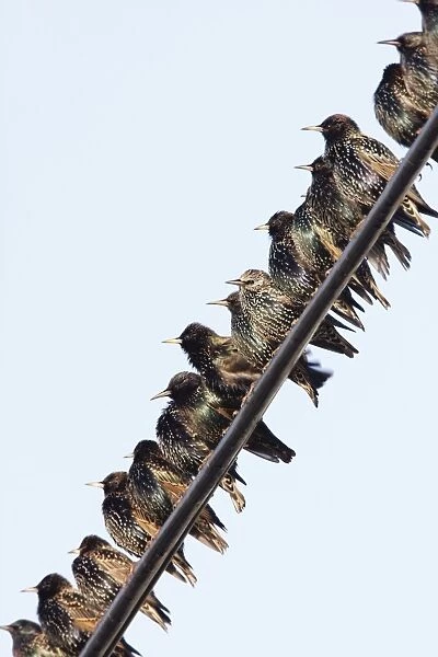 Common Starling - gathering on telegraph wires - Cleveland - UK