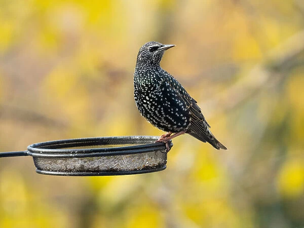 Common Starling, perched on feeding station in autumn, Hessen, Germany Date: 24-Nov-19