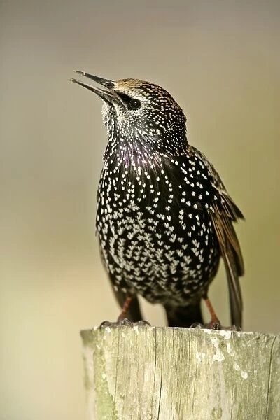 Common Starling sitting on pearch chirping Dorset, England, UK