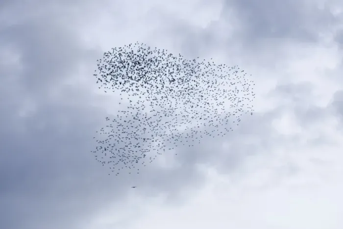 Framed Print : Common Starling Swirling flock of birds under attack by a sparrowhawk at dusk. Darlington. UK