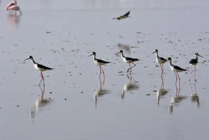 Framed Print : Common Stilt. Venezuela