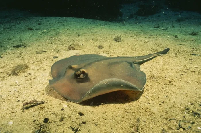 Framed Print : Common Stingaree (Stingray) Fm: Urolophidae South East Australia
