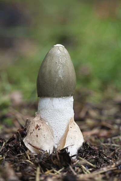 Common Stinkhorn - fungus - UK