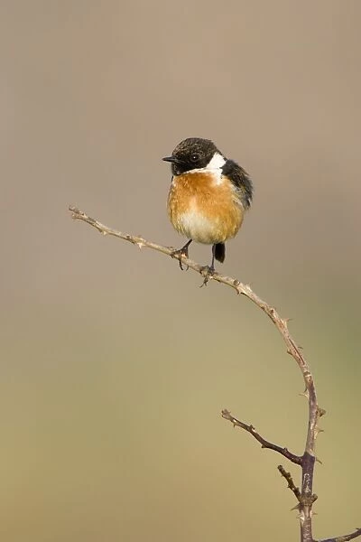(Common) Stonechat Male in summer plumage, perched on a vantage point for finding insects. Cleveland. UK