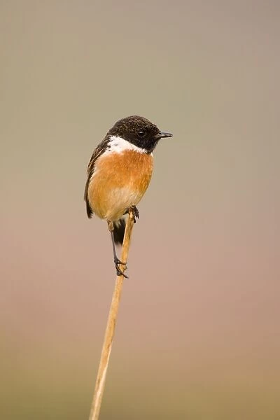(Common) Stonechat Male in summer plumage, with insect in bill while perched in typical pose on the tip of dry sedge. Cleveland. UK
