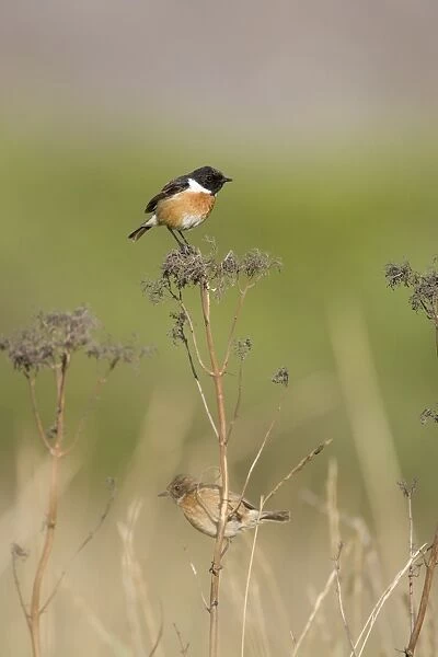 (Common) Stonechat Male in summer plumage in typical grassy habitat, perched on a vantage point for finding insects. Female below searching the ground for food. Cleveland. UK