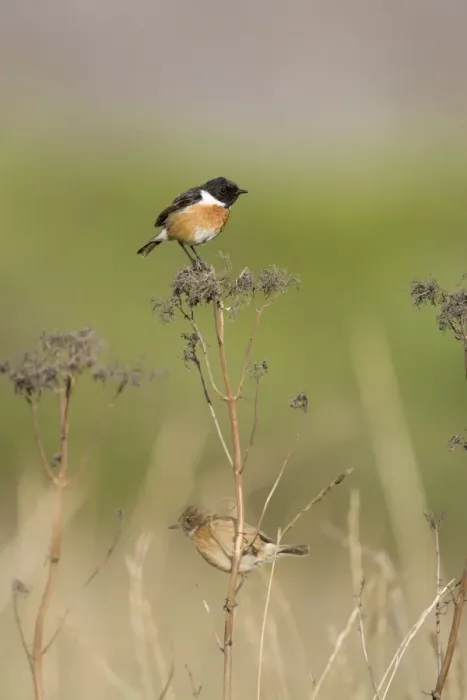 Framed Print : (Common) Stonechat Male in summer plumage in typical grassy habitat, perched on a vantage point for finding insects. Female below searching the ground for food. Cleveland. UK Framed Print : (Common) Stonechat Male in summer plumage in typical grassy habitat, perched on a vantage point for finding insects. Female below searching the ground for food. Cleveland. UK