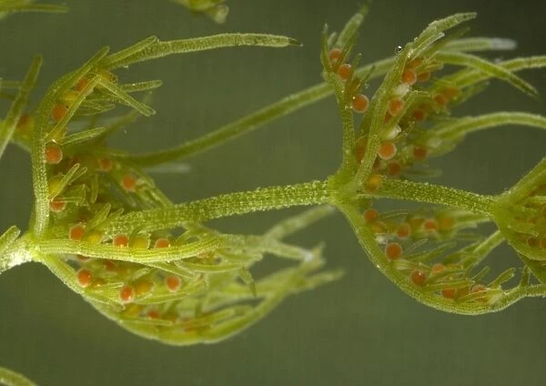 Common stonewort, showing red antheridia