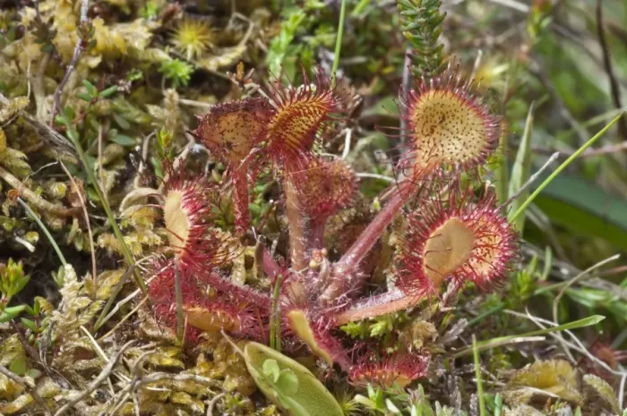 Framed Print : Common Sundew - Insect eating plant - North Uist - Outer Hebrides - Scotland Framed Print : Common Sundew - Insect eating plant - North Uist - Outer Hebrides - Scotland
