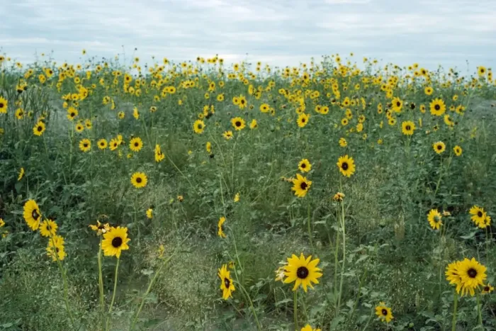 Framed Print : Common Sunflower Framed Print : Common Sunflower