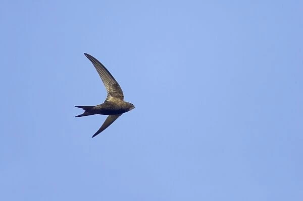 Common Swift - In flight Apus apus Suffolk, UK BI011628