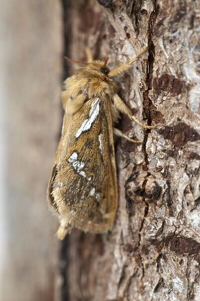 Common Swift Moth - Lincolnshire - England
