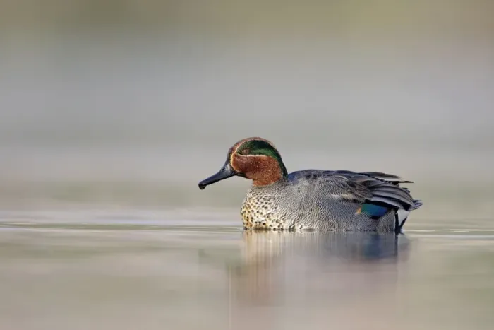 Framed Print : Common Teal - drake at waterlevel - Cleveland - UK Framed Print : Common Teal - drake at waterlevel - Cleveland - UK
