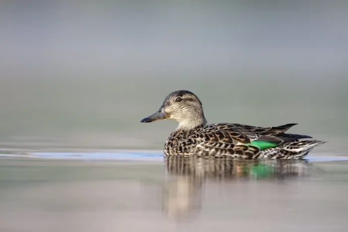 Framed Print : Common Teal - female at waterlevel - Cleveland - UK Framed Print : Common Teal - female at waterlevel - Cleveland - UK